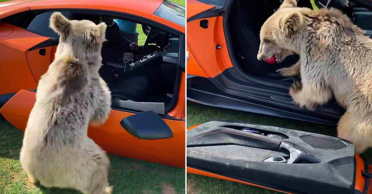 медведь сорвал дверь Lamborghini Huracan, пытаясь добраться до яблока