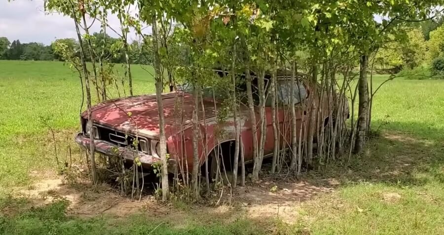 Этот Ford Mustang простоял на пастбище 30 лет, но его спасли